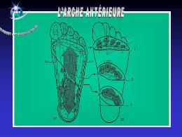 Radio de l'arche Antérieure du pied (01-2010)